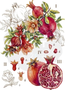 Transfer 50 A3 -  Pomegranate