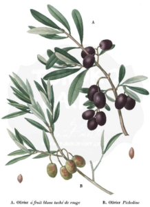Transfer 51 A3 - Olive