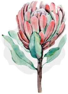 Transfer 53 A3 - Protea